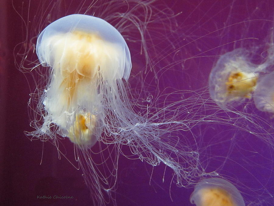 Lions Mane Jelly Photograph by Kathie Chicoine
