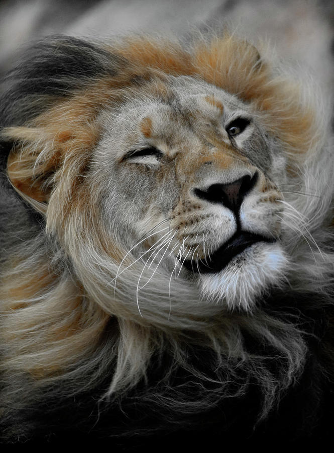 Lions Mane Photograph by Steve McKinzie