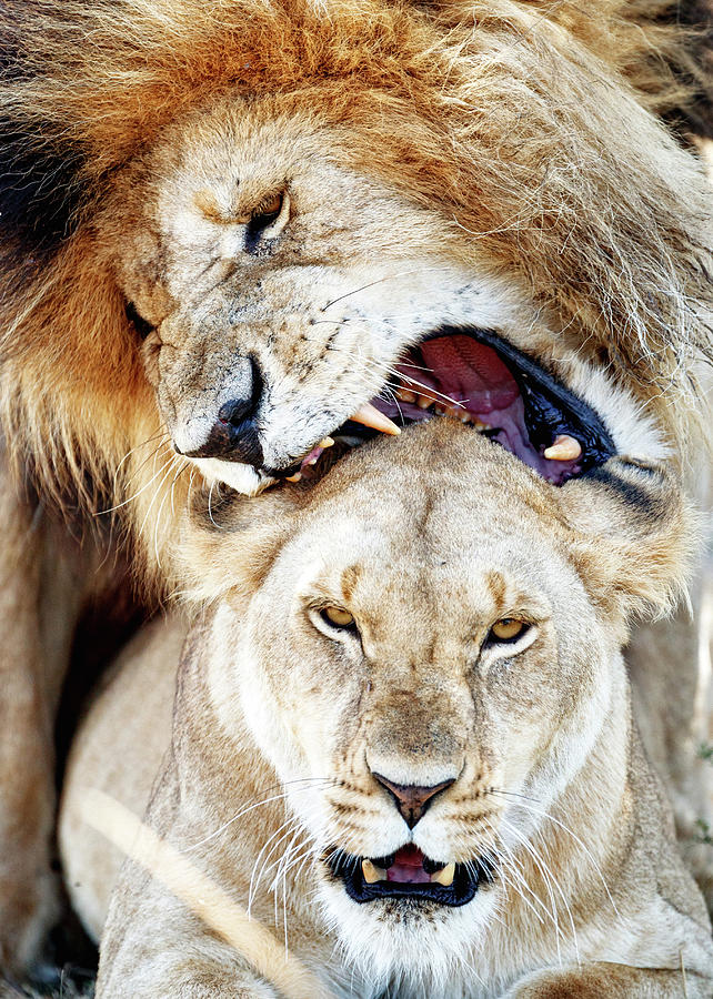 Lions Mating Giving Love Bite Photograph by Good Focused