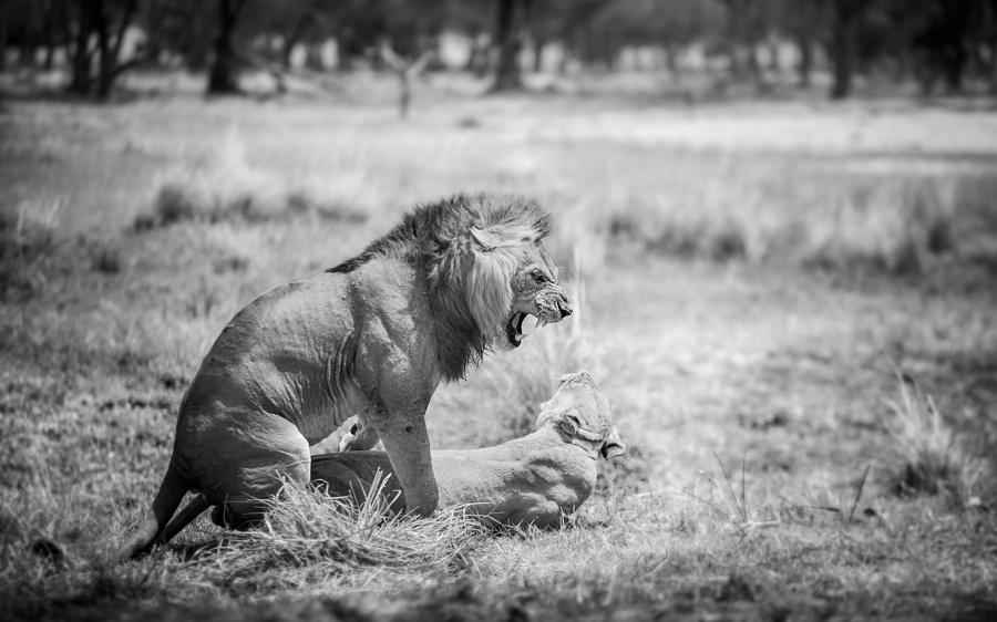 Lions Mating Photograph by Julian Parsons | Fine Art America