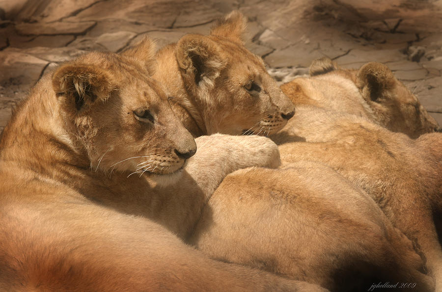 Lion Photograph - Lions of Serengeti by Joseph G Holland