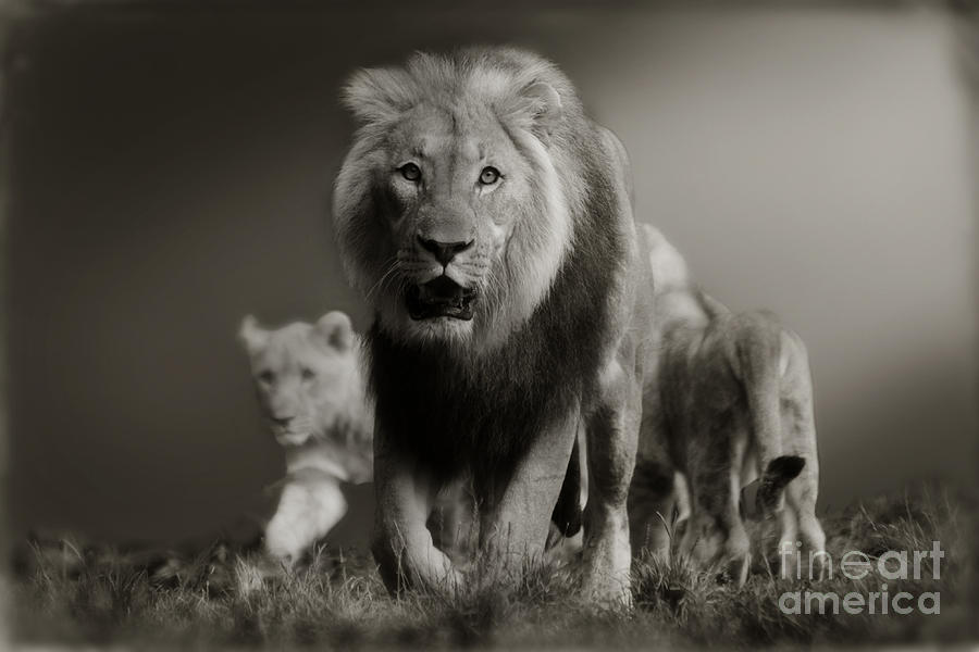 Lion Photograph - Lions on their way by Christine Sponchia
