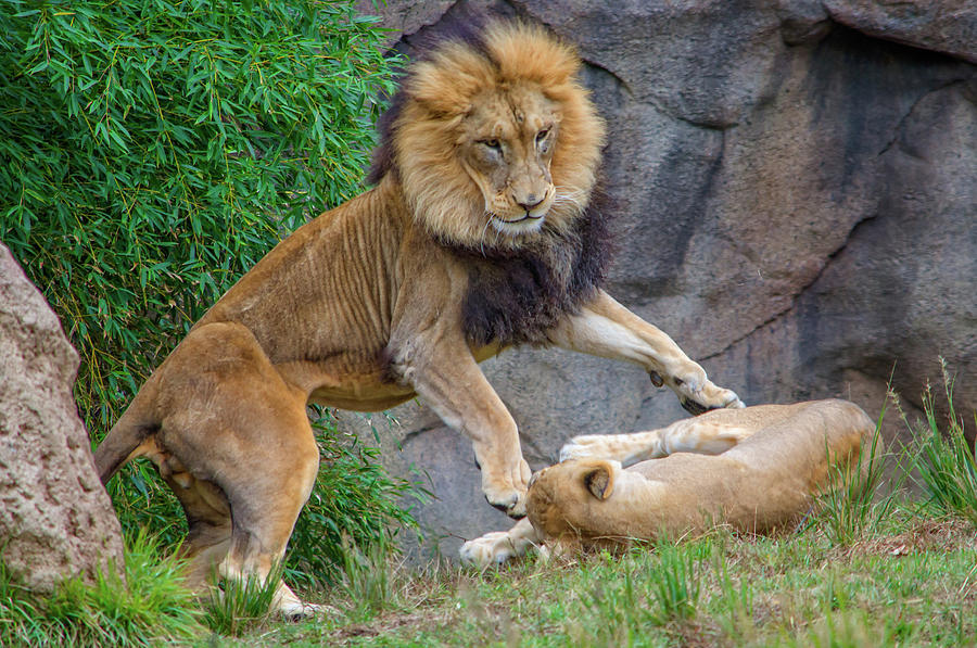 Lions Playing by Ina Kratzsch