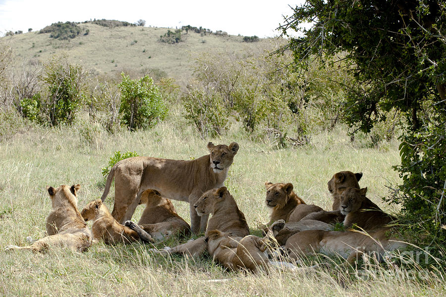Lions Resting In Shade, Kenya Photograph by Monika Bhm