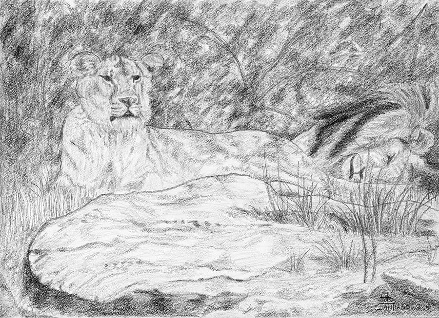 Lions resting in the shade Drawing by Tito Santiago Fine Art America
