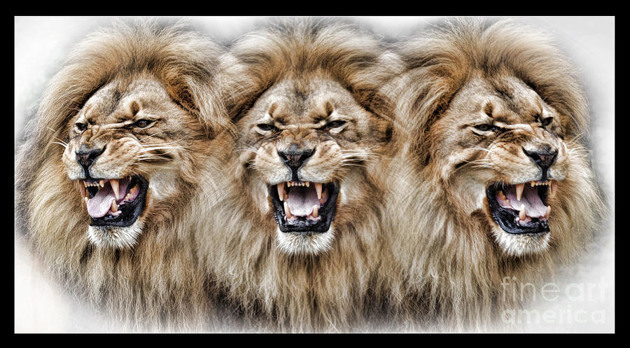 Lion Digital Art - Lions Roar II by Jim Fitzpatrick