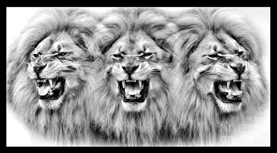 Lions Roar III Digital Art by Jim Fitzpatrick