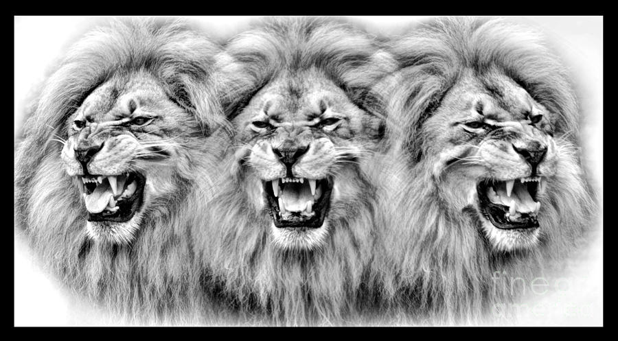 Lion's Roar