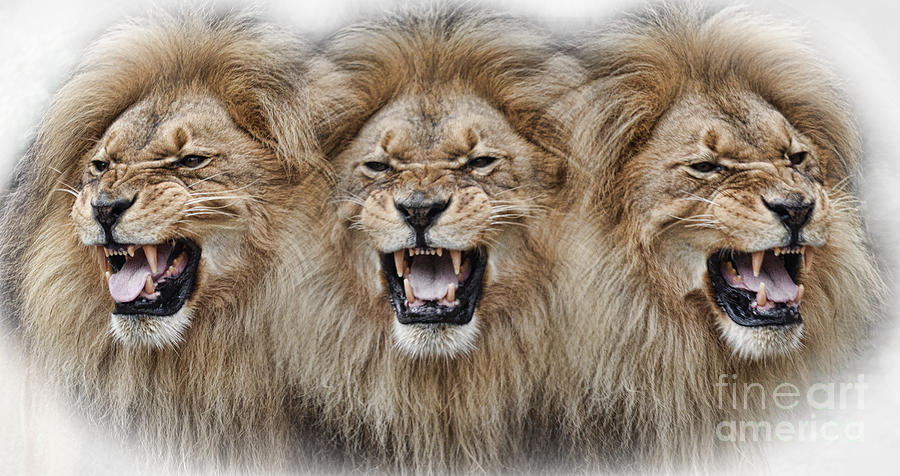 Lions Roar Digital Art by Jim Fitzpatrick