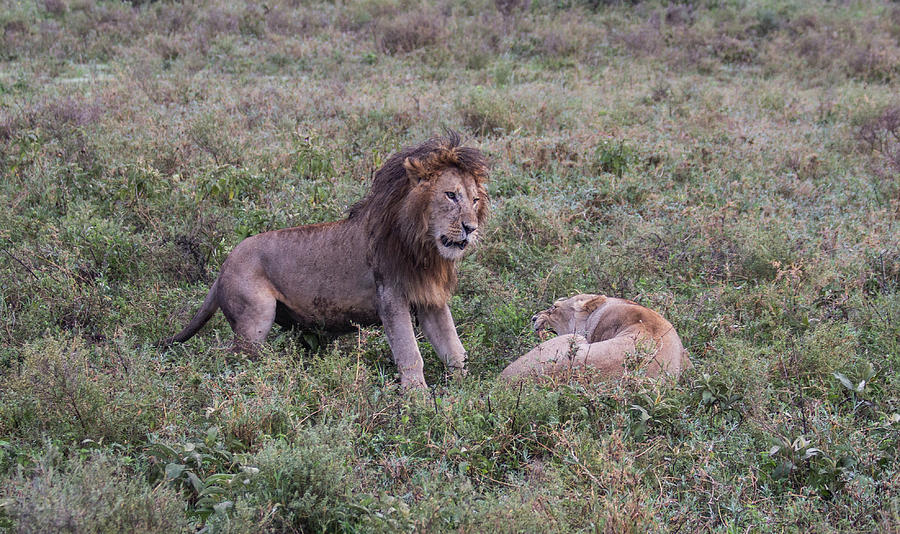 Lions Spatting by Brenda Smith DVM Lions Spatting by Brenda Smith DVM