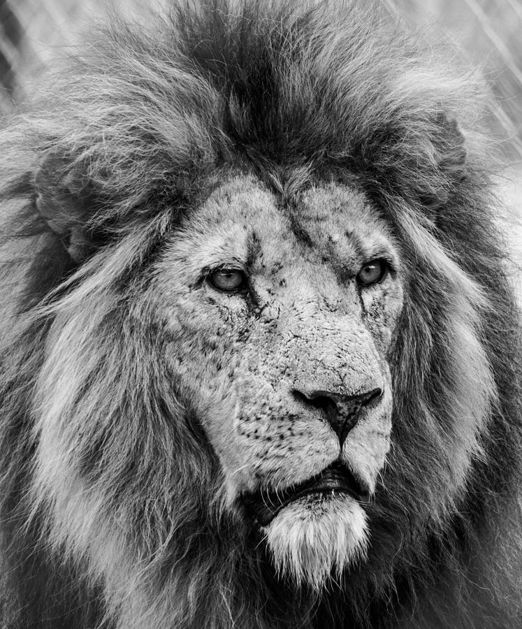 Lion's Stare Photograph by David Greatorex - Fine Art America