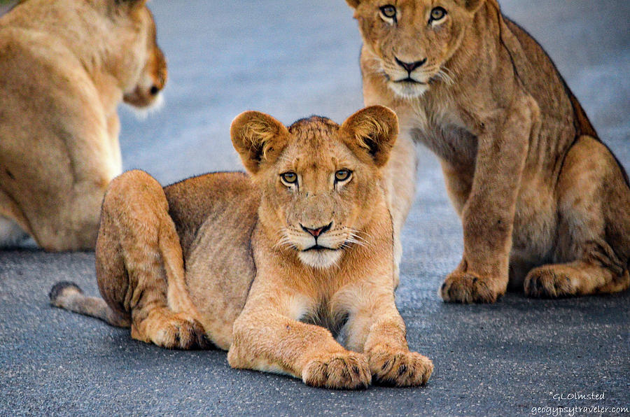 Lions stare Photograph by Gaelyn Olmsted
