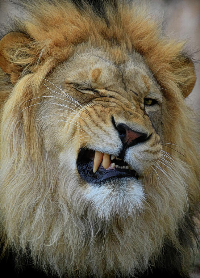 Lions Wink Photograph by Steve McKinzie
