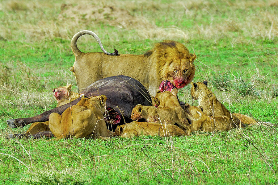 Lions with Cape Buffalo Kill Photograph by Marilyn Burton