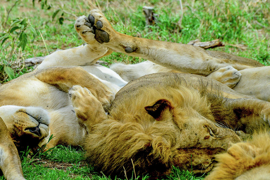 Lions with Touching Paws Photograph by Marilyn Burton