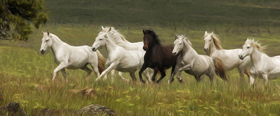 Lipizzan Band on the Run  Photograph by Wes and Dotty Weber