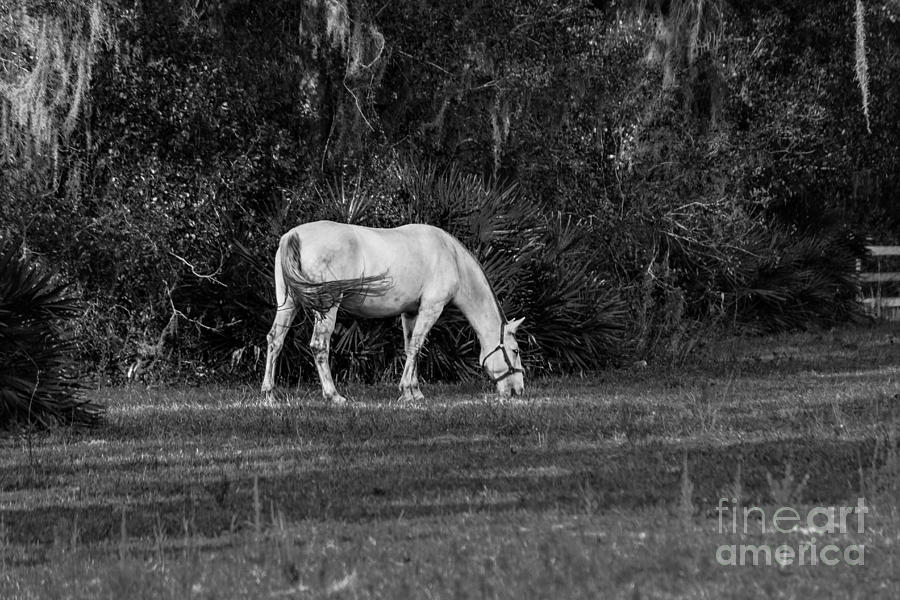 Lipizzan Stallion, Black and White Photograph by Liesl Walsh