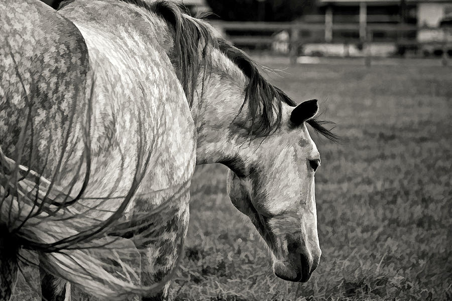 Lipizzan Stallion by H H Photography of Florida Photograph by HH Photography of Florida