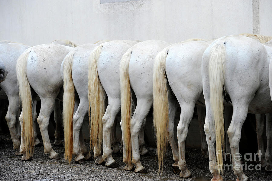 Lipizzans at the Water Trough Photograph by Carien Schippers