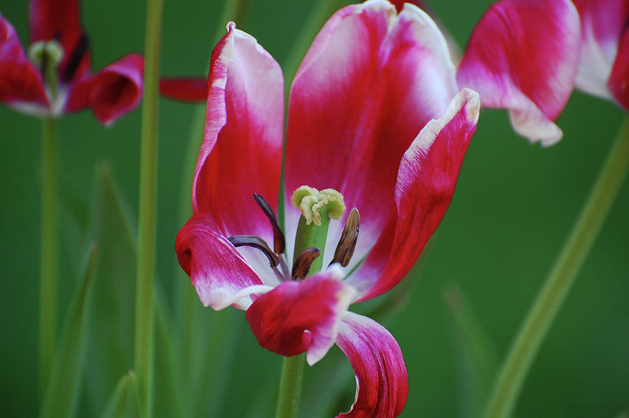 Tulip Photograph - Lips Say Goodbye by Jean Booth