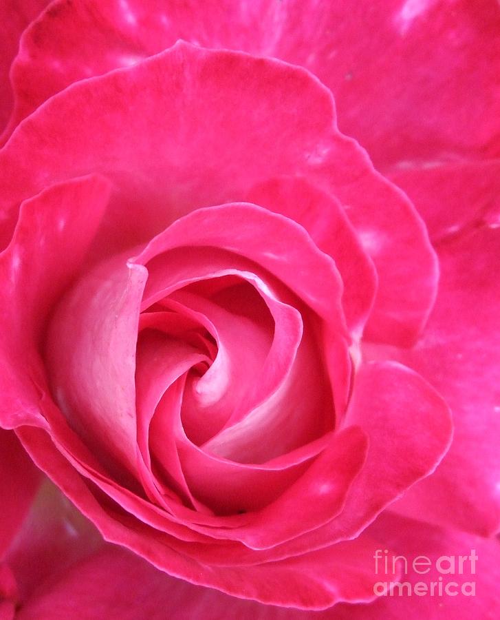 Nature Photograph - Lipstick Pink Rose by Deborah Brewer