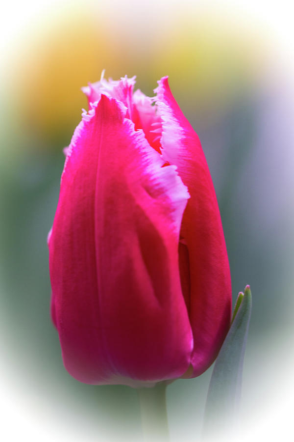 Lipstick Pink Tulip with Fringe Photograph by Carol Senske