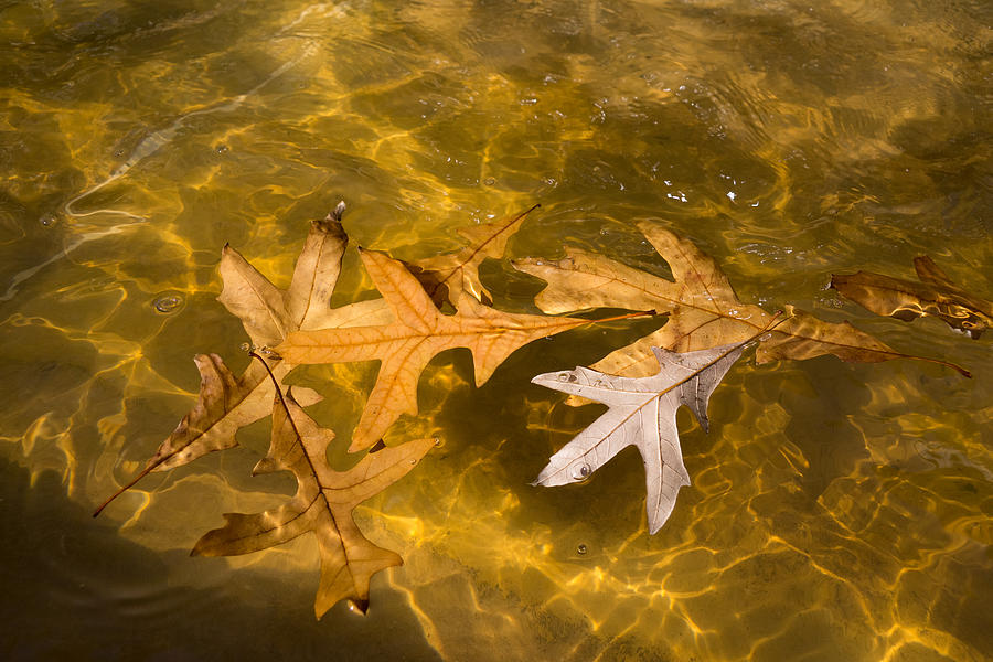 Liquid Gold Fall - Oak Leafs Floating in a Fountain Photograph by Georgia Mizuleva