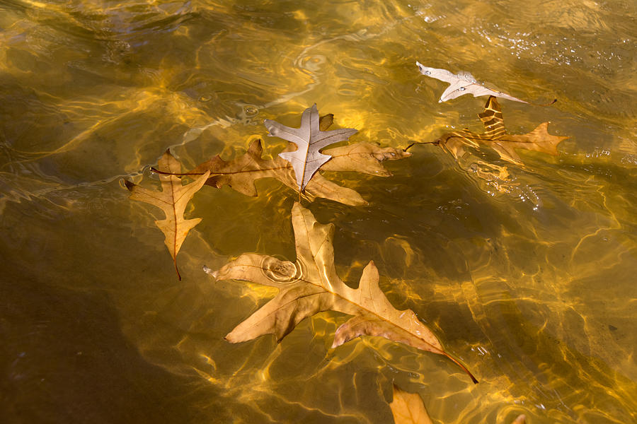 Liquid Gold Fall - Oak Leaves Floating in a Fountain Photograph by Georgia Mizuleva