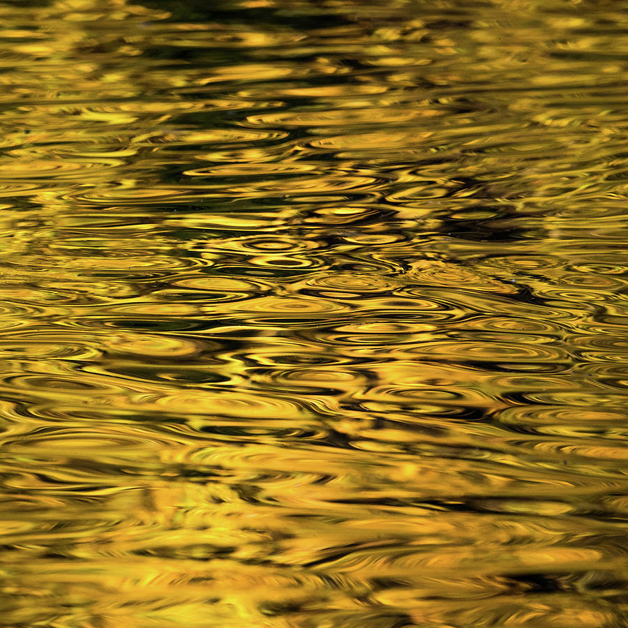 Liquid Gold Photograph by Matt Malloy