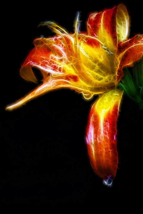 Liquid Lily Photograph by Cameron Wood