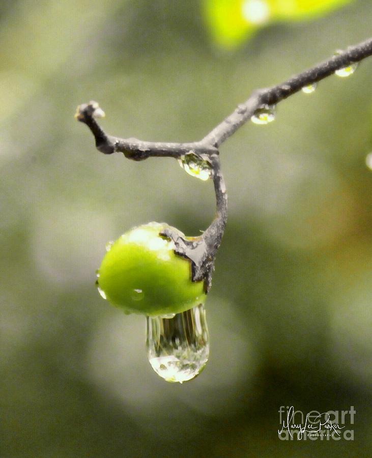 Nature Photograph - Liquid Sunshine by MaryLee Parker