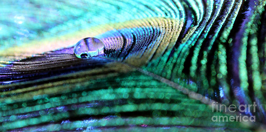 Peacock Photograph - Liquid Vision by Krissy Katsimbras