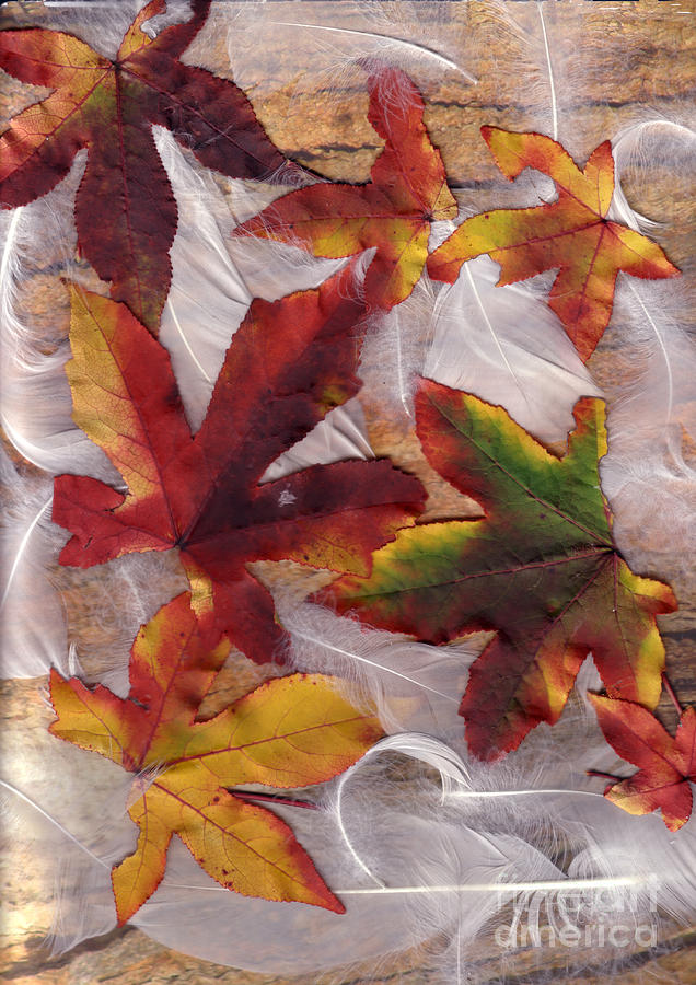 Liquidamber and Feathers Photograph by Elaine Teague