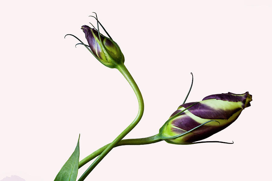 Lisianthus Buds Photograph by Cheryl Day