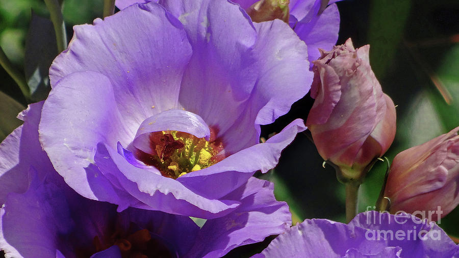 Lisianthus Flower  Photograph by Eunice Warfel
