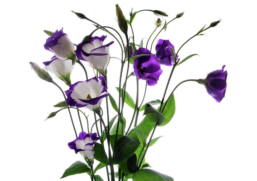 Lisianthus Spray. Photograph by Terence Davis