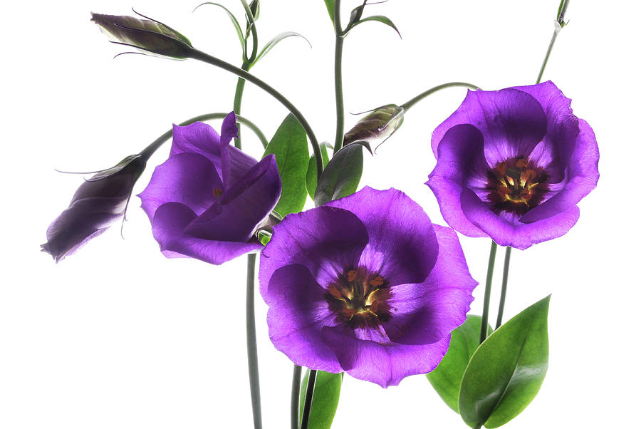 Lisianthus Trio Photograph by Terence Davis
