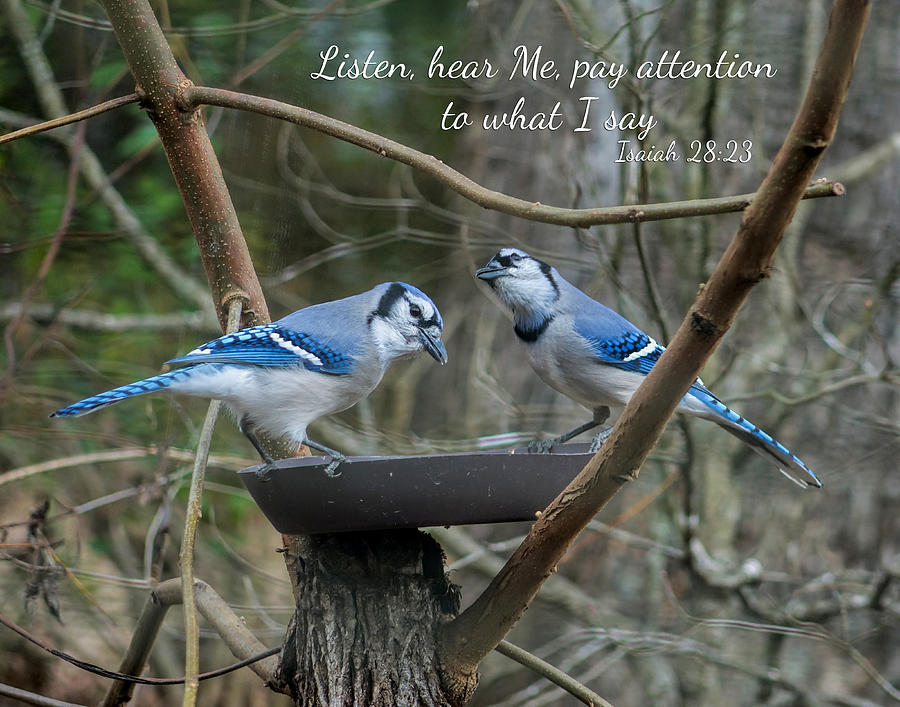 Listen,  Blue Jays with Scripture Photograph by Denise Beverly