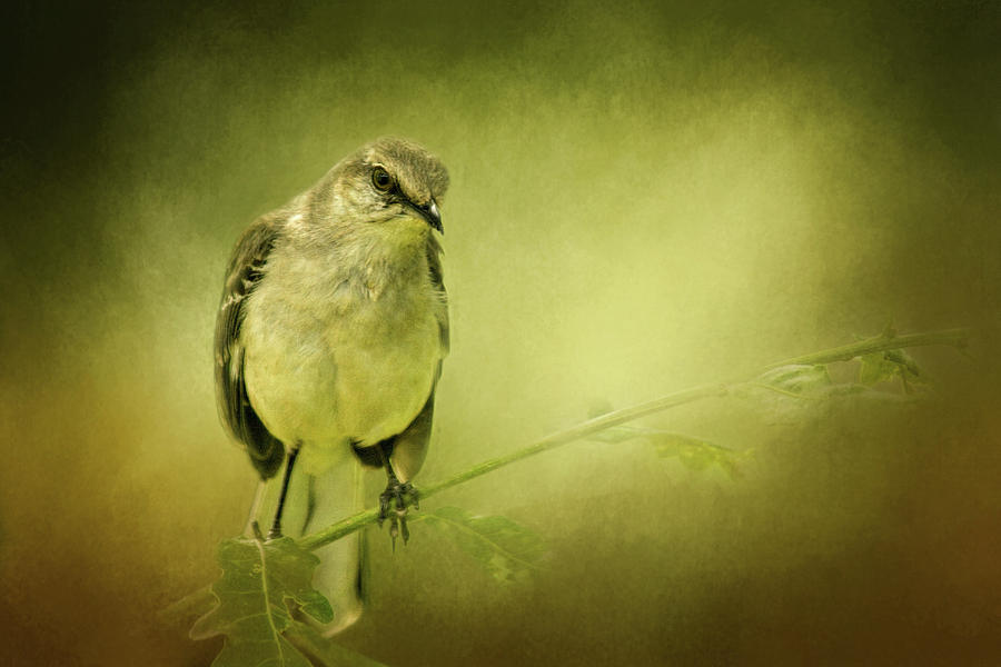 Listen To The Mockingbird Photograph by Lana Trussell