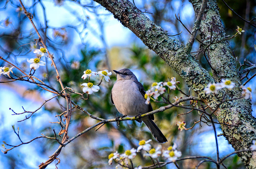Listen to the Mockingbird Photograph by Linda Brown