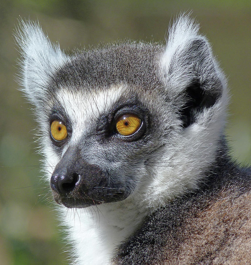 Listening Lemur Photograph by Margaret Saheed