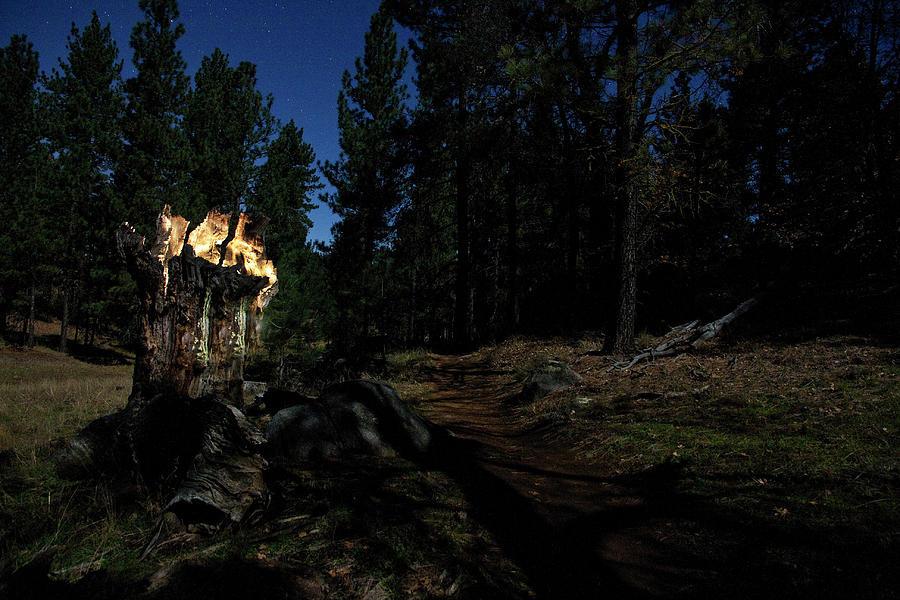 Lit Log Along the Trail Photograph by Scott Cunningham