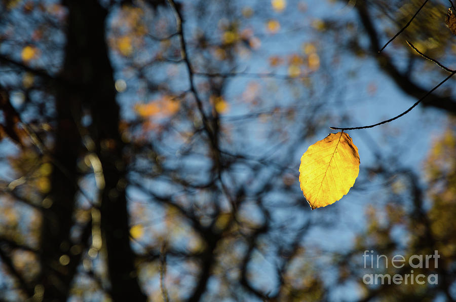 Fall Photograph - Lit Lone Leaf by Kennerth and Birgitta Kullman