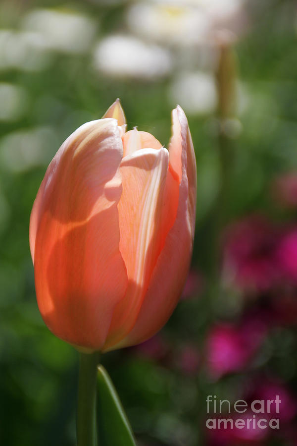 Tulip Photograph - Lit Tulip 01 by Andrea Jean