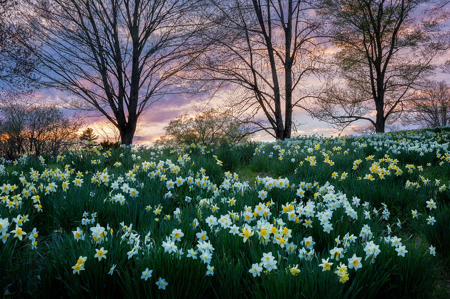 Litchfield Daffodils Photograph by Bill Wakeley