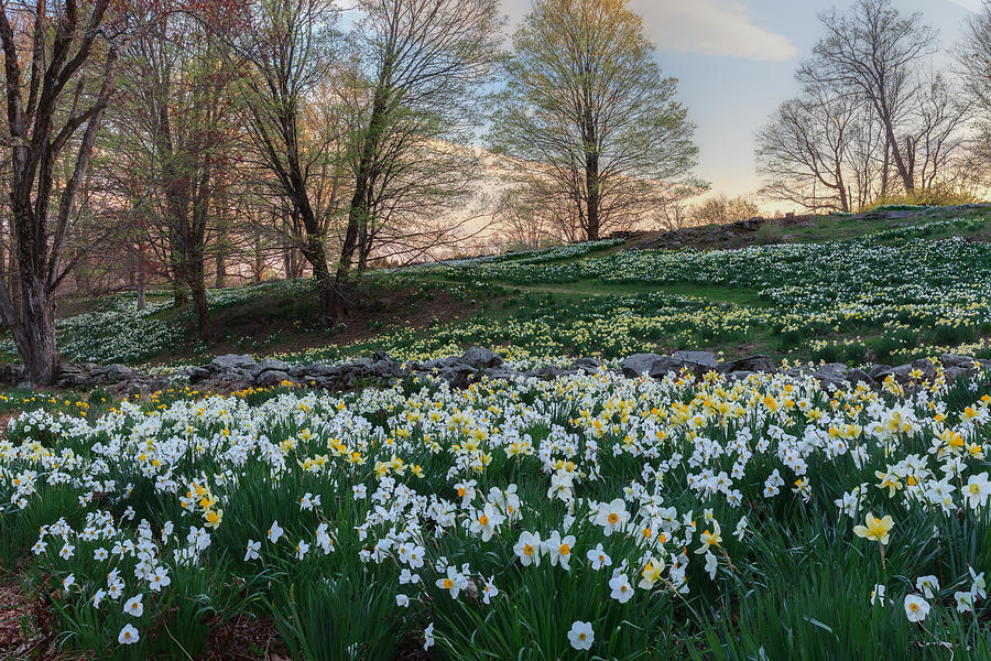 Litchfield Daffodils Flowering Landscape Photograph by Bill Wakeley