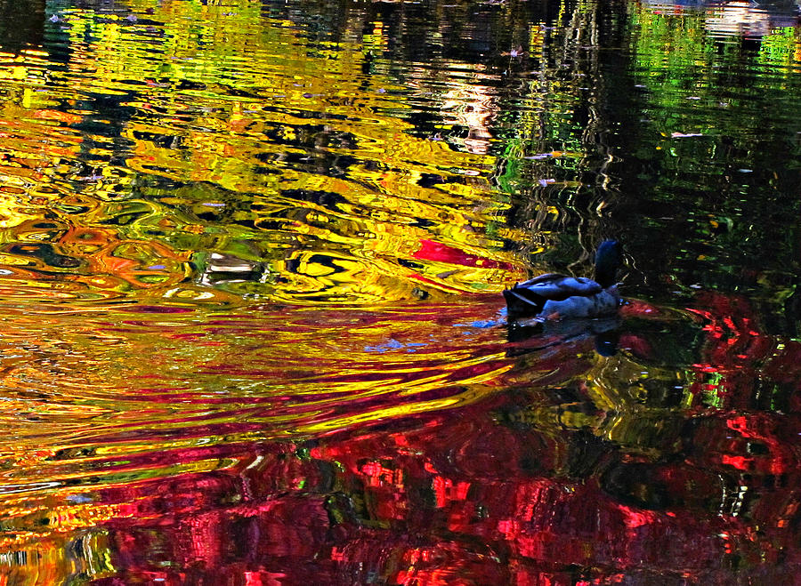 Duck Photograph - Lithium Pond by Louie Rochon