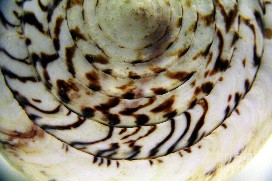 Lithoconus Leopardus Cone Shell Photograph by Jennifer Bright Burr