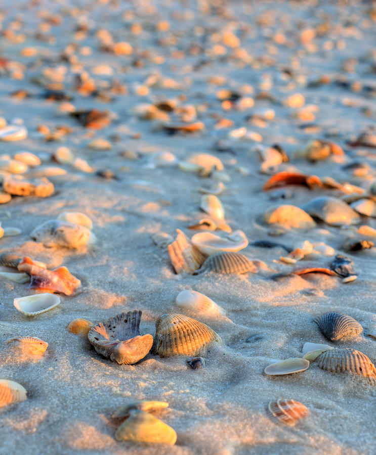 Shell Photograph - Litter On The Beach by JC Findley