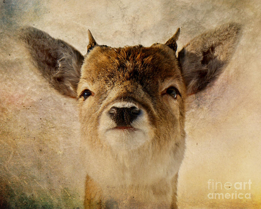 Little antlers Photograph by Heather King